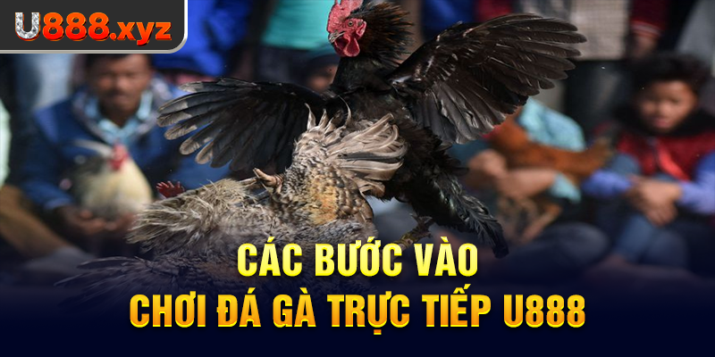 Các bước vào chơi đá gà trực tiếp U888