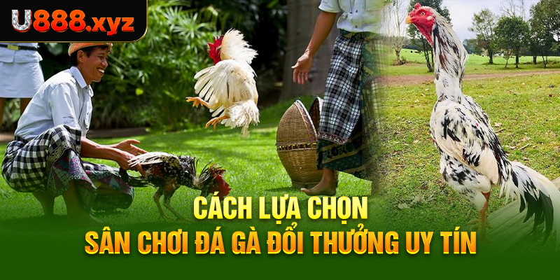 Cách lựa chọn sân chơi đá gà đổi thưởng uy tín