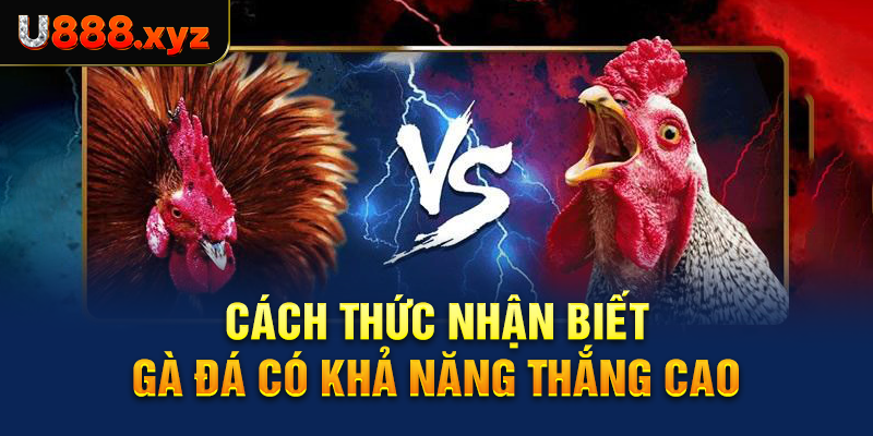 Cách thức nhận biết gà đá có khả năng thắng cao