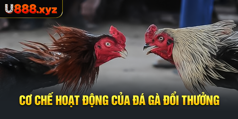 Cơ chế hoạt động của đá gà đổi thưởng