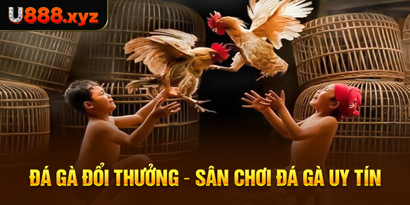 41. Đá Gà Đổi Thưởng – Sân Chơi Đá Gà Uy Tín