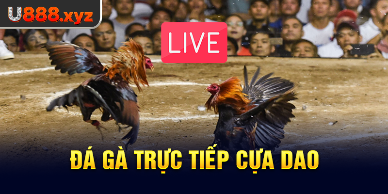 Đá gà trực tiếp cựa dao