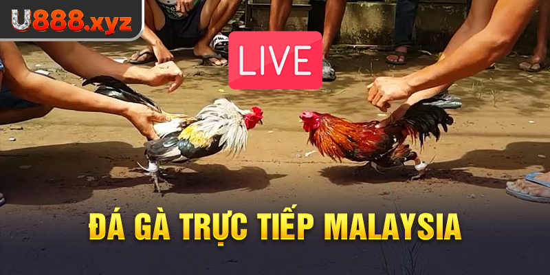 Đá gà trực tiếp Malaysia