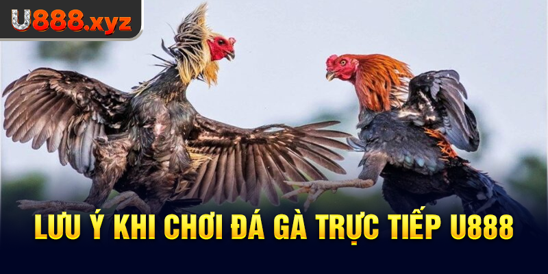 Lưu ý khi chơi đá gà trực tiếp U888