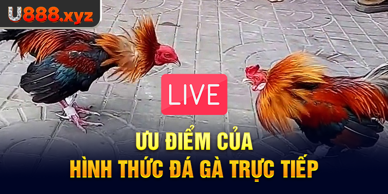 Ưu điểm của hình thức đá gà trực tiếp