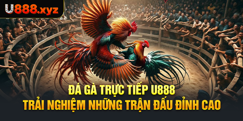 49. Đá Gà Trực Tiếp U888 – Trải Nghiệm Những Trận Đấu Đỉnh Cao