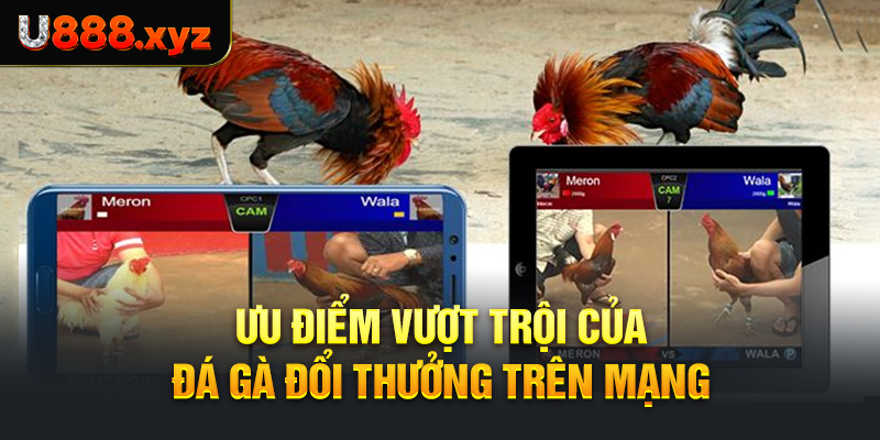 Ưu điểm vượt trội của đá gà đổi thưởng trên mạng